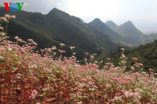 Buckwheat flowers blossom in Si Ma Cai - ảnh 4